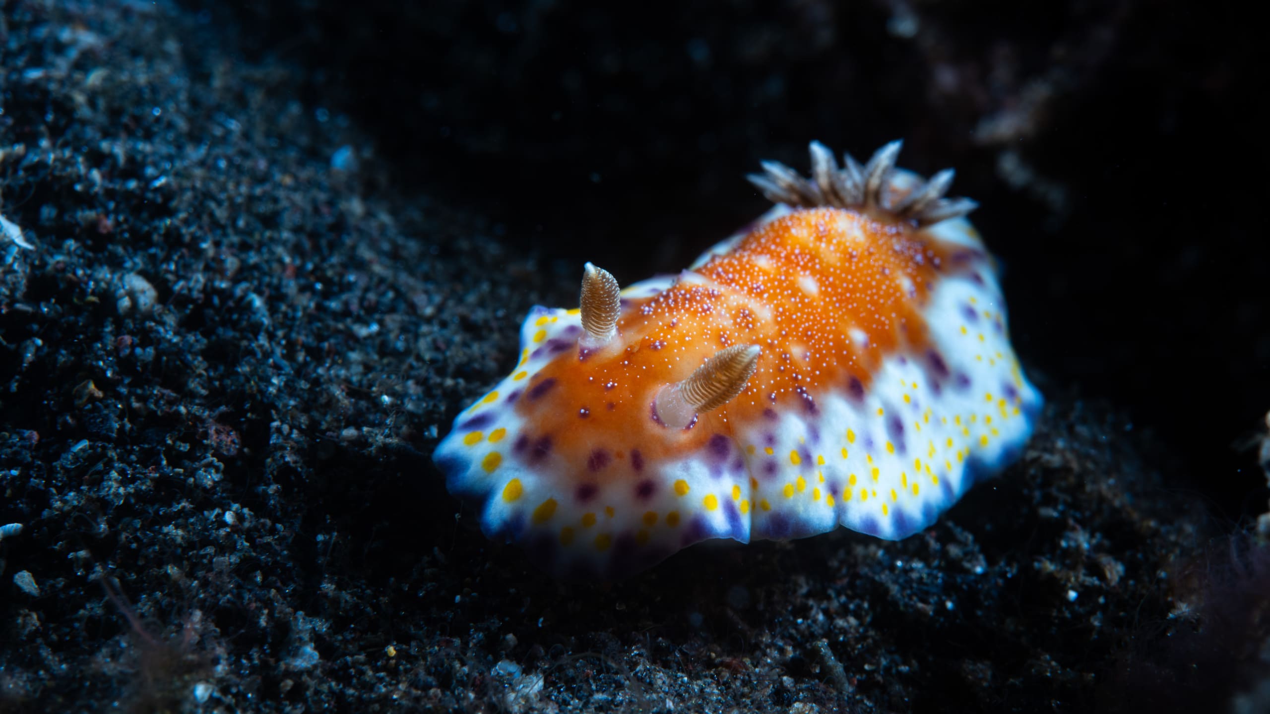Dive Nusa Penida